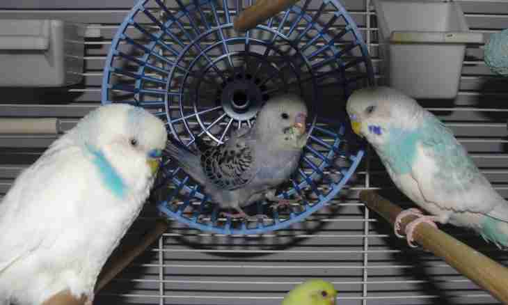 How to treat a budgerigar for cold